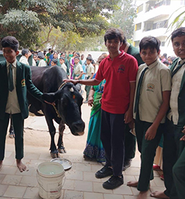 Makara Sankranti Celebration